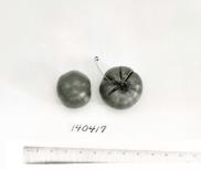 Click for 1 image(s) for this accession. FRUIT